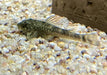 WIEDER DA! - LDA25 Pitbull Pleco - Parotocinclus jumbo aqua-teck