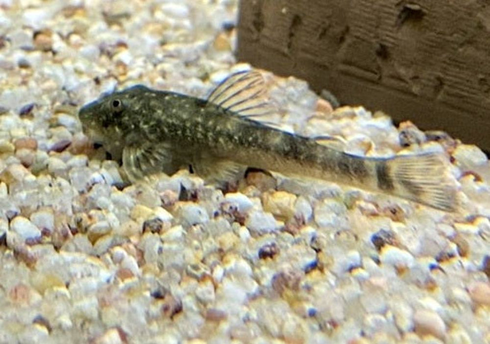 WIEDER DA! - LDA25 Pitbull Pleco - Parotocinclus jumbo aqua-teck