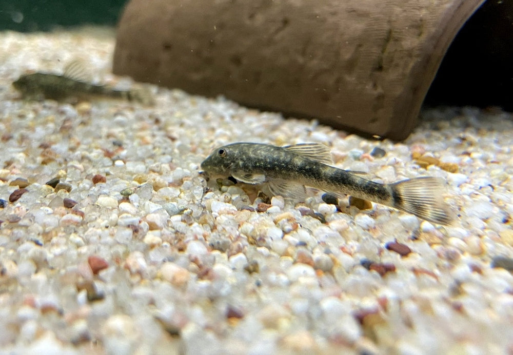 WIEDER DA! - LDA25 Pitbull Pleco - Parotocinclus jumbo aqua-teck
