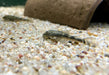 WIEDER DA! - LDA25 Pitbull Pleco - Parotocinclus jumbo aqua-teck