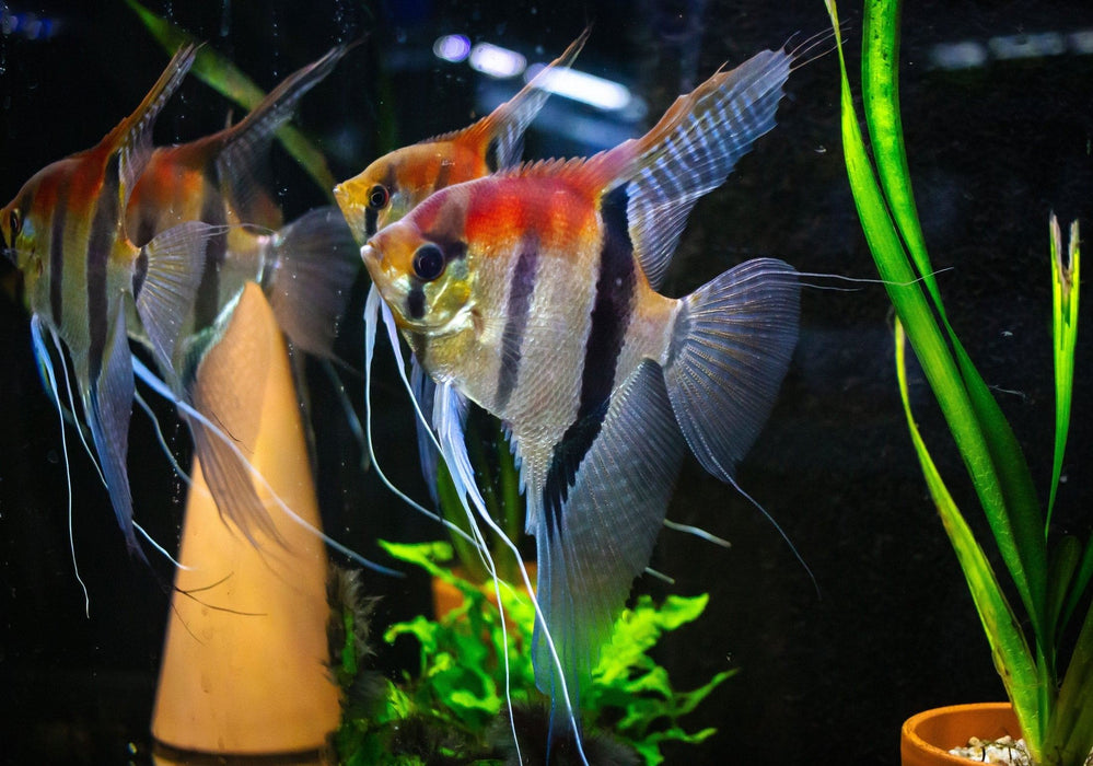Manacapuru Rotrücken Skalar (L)
Pterophyllum scalare