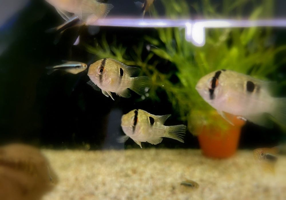 Maronibuntbarsch - Aequidens maronii aqua-teck