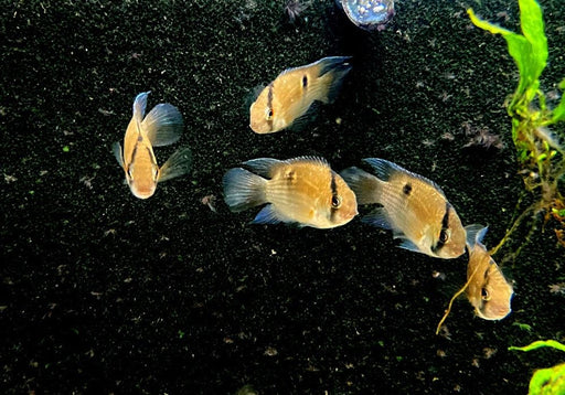Maronibuntbarsch - Aequidens maronii aqua-teck