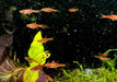 Moskitobärbling - Boraras brigittae aqua-teck