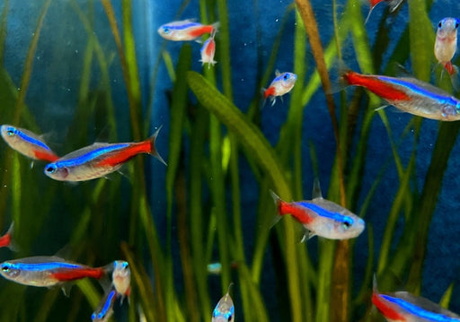 Neonsalmler, Neontetra - Paracheirodon innesi aqua-teck