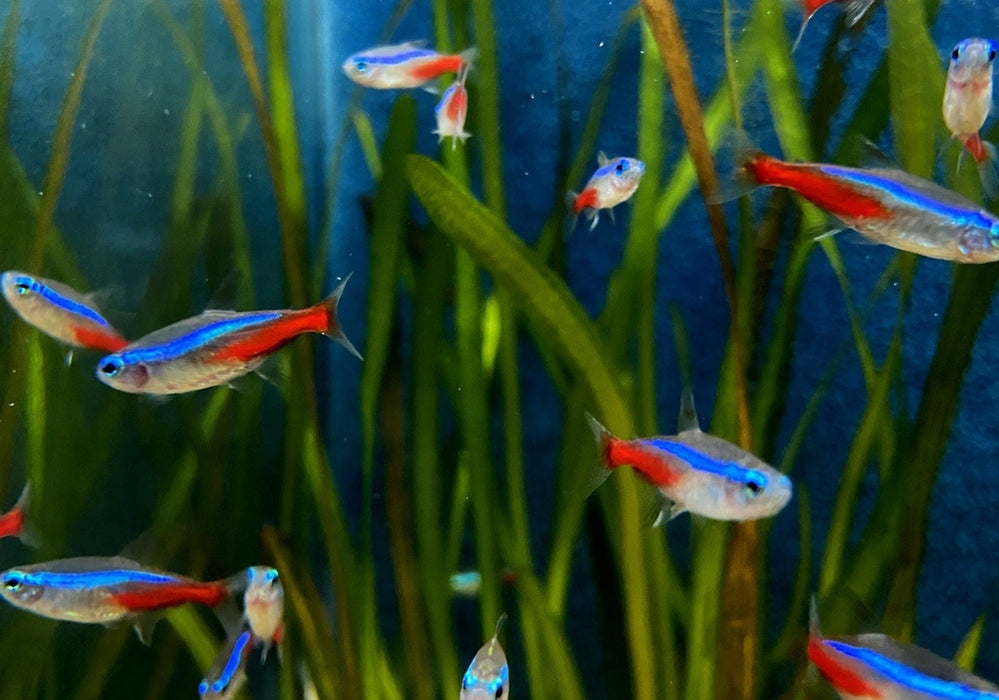 Neonsalmler, Neontetra - Paracheirodon innesi aqua-teck