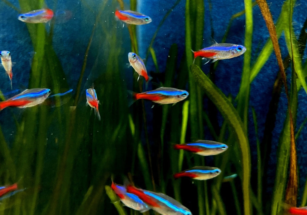Neonsalmler, Neontetra - Paracheirodon innesi aqua-teck
