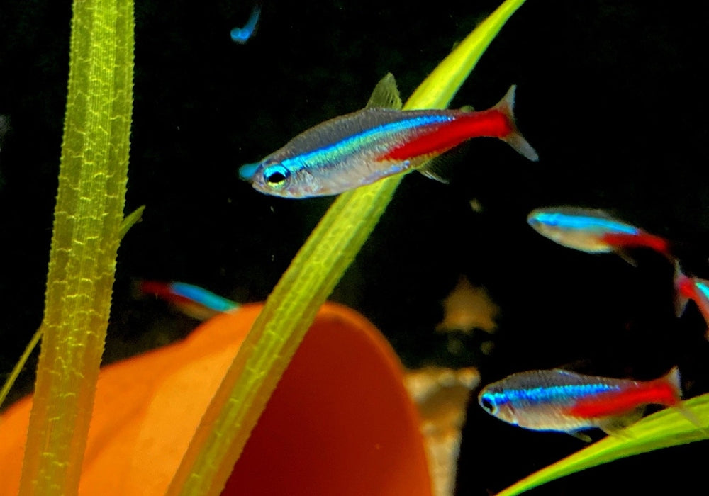 Neonsalmler, Neontetra - Paracheirodon innesi aqua-teck
