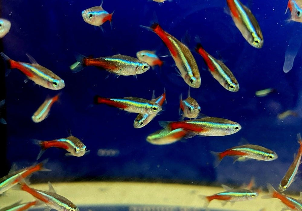 Neonsalmler, Neontetra - Paracheirodon innesi aqua-teck