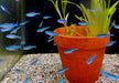 Blauer Neon - Neonsalmler blau - Paracheirodon simulans