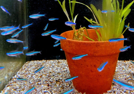 Blauer Neon - Neonsalmler blau - Paracheirodon simulans