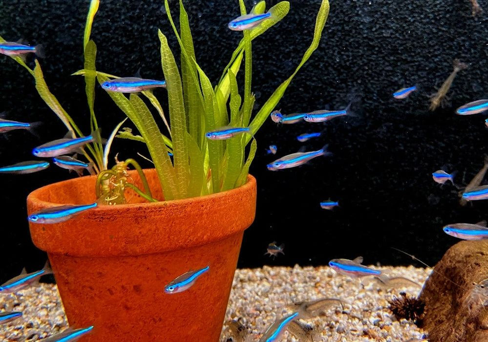 Blauer Neon - Neonsalmler blau - Paracheirodon simulans