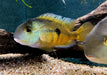 Nicaragua Buntbarsch - Hypsophrys ehem. Cichlasoma nicaraguensis aqua-teck