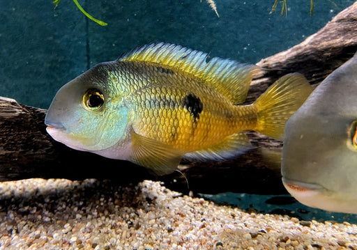 Nicaragua Buntbarsch - Hypsophrys ehem. Cichlasoma nicaraguensis aqua-teck