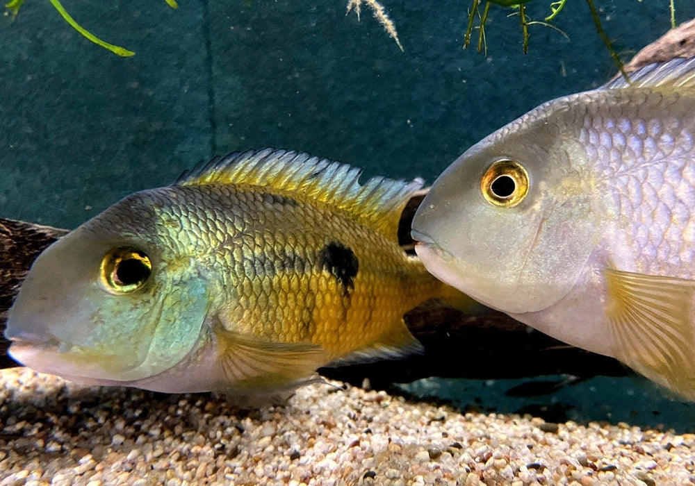 Nicaragua Buntbarsch - Hypsophrys ehem. Cichlasoma nicaraguensis aqua-teck