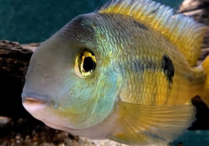 Nicaragua Buntbarsch - Hypsophrys ehem. Cichlasoma nicaraguensis aqua-teck