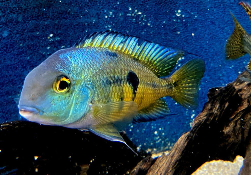 Nicaragua Buntbarsch - Hypsophrys ehem. Cichlasoma nicaraguensis aqua-teck