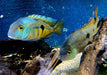 Nicaragua Buntbarsch - Hypsophrys ehem. Cichlasoma nicaraguensis aqua-teck