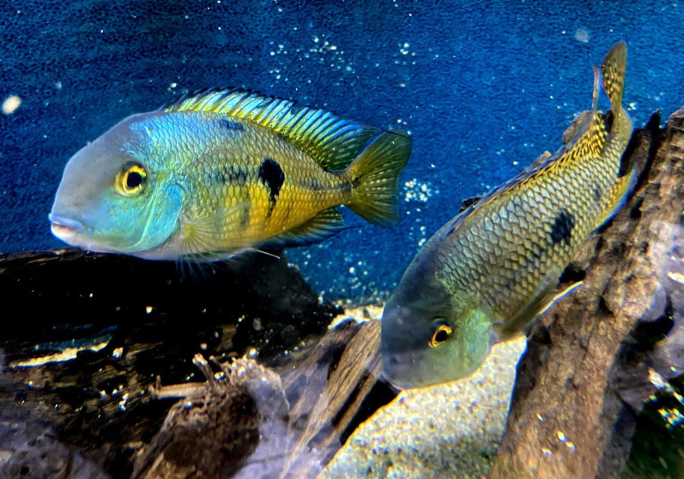 Nicaragua Buntbarsch - Hypsophrys ehem. Cichlasoma nicaraguensis aqua-teck