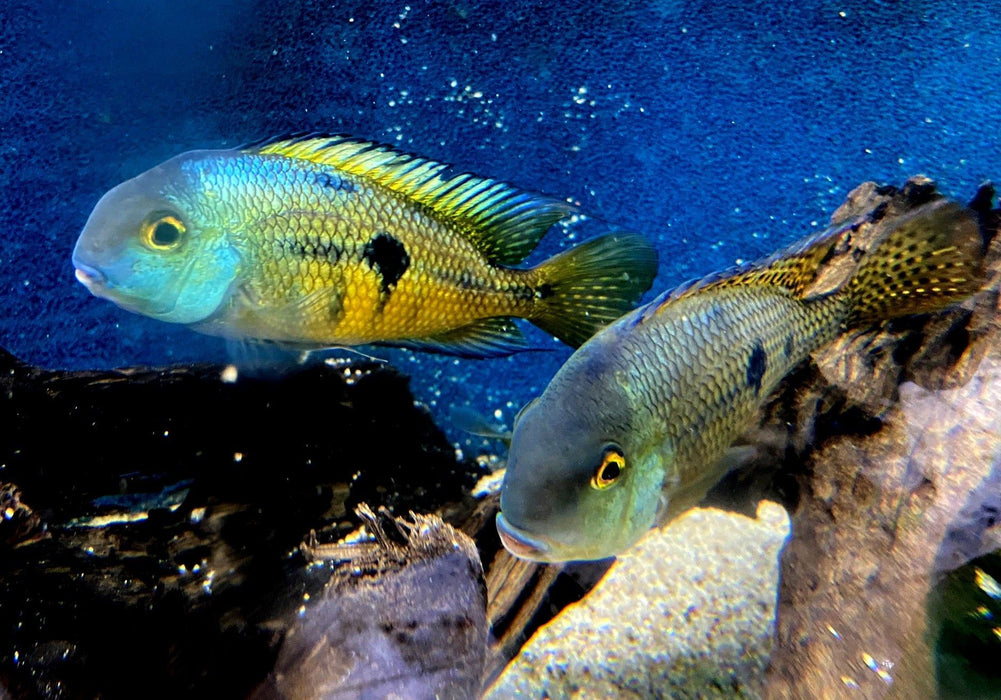 Nicaragua Buntbarsch - Hypsophrys ehem. Cichlasoma nicaraguensis aqua-teck