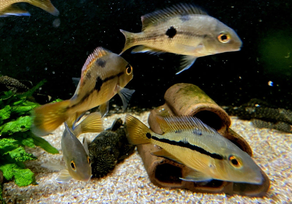 Nicaragua Buntbarsch - Hypsophrys ehem. Cichlasoma nicaraguensis aqua-teck