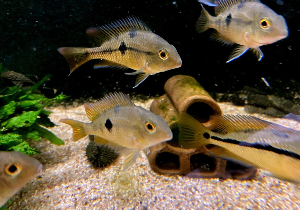 Nicaragua Buntbarsch - Hypsophrys ehem. Cichlasoma nicaraguensis aqua-teck