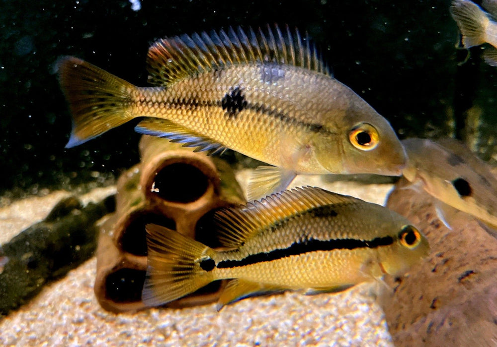 Nicaragua Buntbarsch - Hypsophrys ehem. Cichlasoma nicaraguensis aqua-teck