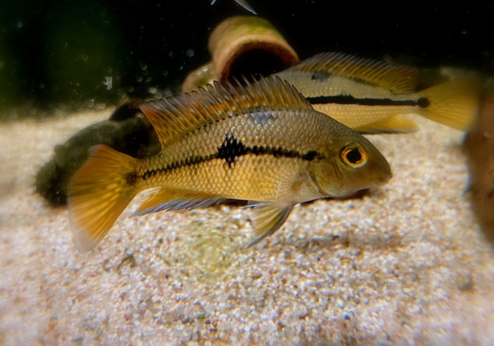 Nicaragua Buntbarsch - Hypsophrys ehem. Cichlasoma nicaraguensis aqua-teck
