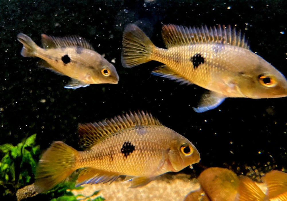 Nicaragua Buntbarsch - Hypsophrys ehem. Cichlasoma nicaraguensis aqua-teck