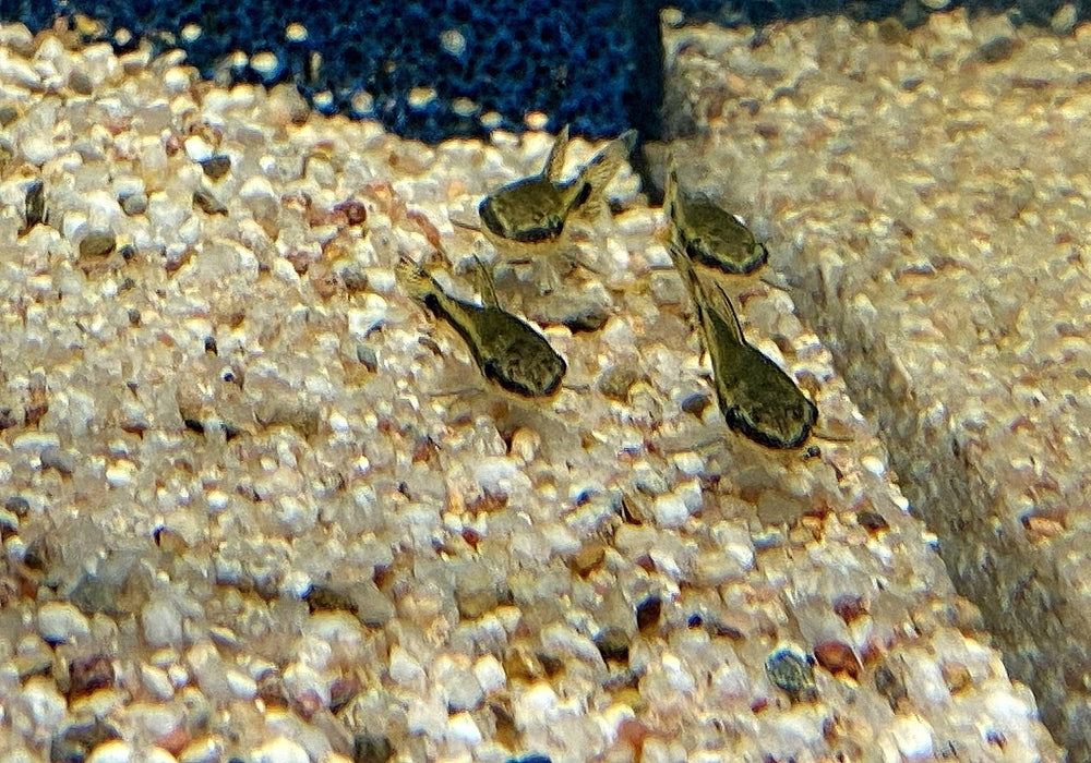 Ohrgitter-Harnischwels - Otocinclus sp. aqua-teck