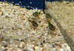 Ohrgitter-Harnischwels - Otocinclus sp. aqua-teck