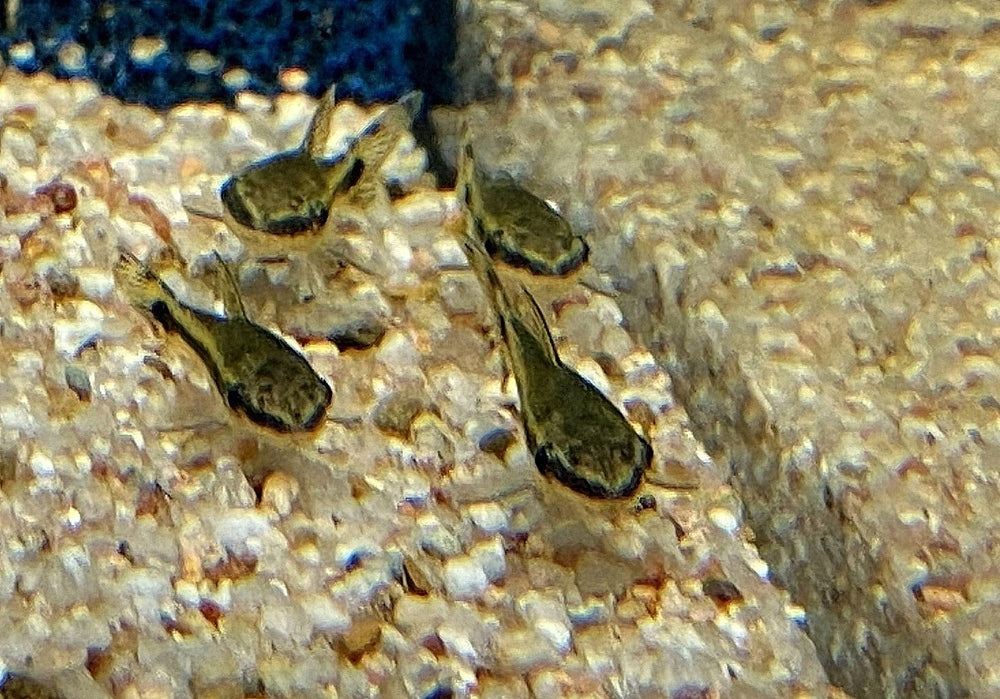 Ohrgitter-Harnischwels - Otocinclus sp. aqua-teck