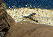 Ohrgitter-Harnischwels - Otocinclus sp. aqua-teck