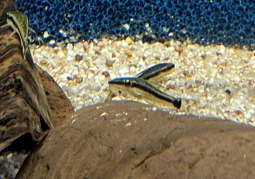 Ohrgitter-Harnischwels - Otocinclus sp. aqua-teck