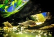 Orange-Flossen-Panzerwels - Hoplisoma Corydoras sterbai aqua-teck