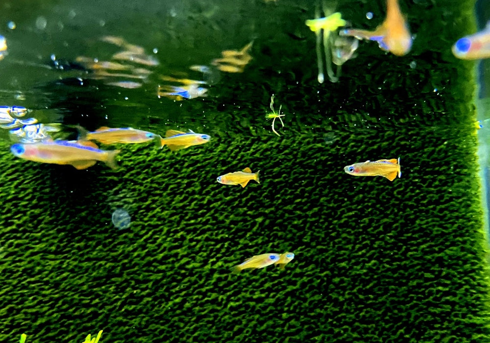 Paskas Blauauge - Pseudomugil luminatus paskai aqua-teck