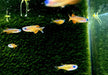 Paskas Blauauge - Pseudomugil luminatus paskai aqua-teck