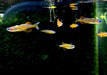 Paskas Blauauge - Pseudomugil luminatus paskai aqua-teck