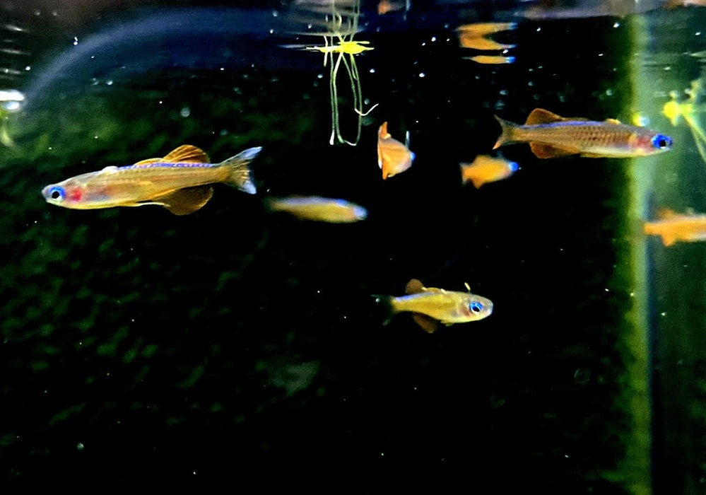 Paskas Blauauge - Pseudomugil luminatus paskai aqua-teck
