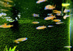 Paskas Blauauge - Pseudomugil luminatus paskai aqua-teck