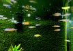 Paskas Blauauge - Pseudomugil luminatus paskai aqua-teck