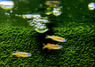 Paskas Blauauge - Pseudomugil luminatus paskai aqua-teck