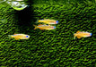 Paskas Blauauge - Pseudomugil luminatus paskai aqua-teck