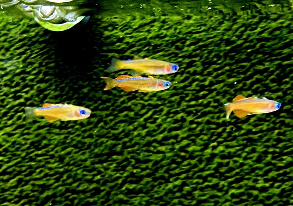 Paskas Blauauge - Pseudomugil luminatus paskai aqua-teck