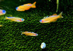 Paskas Blauauge - Pseudomugil luminatus paskai aqua-teck