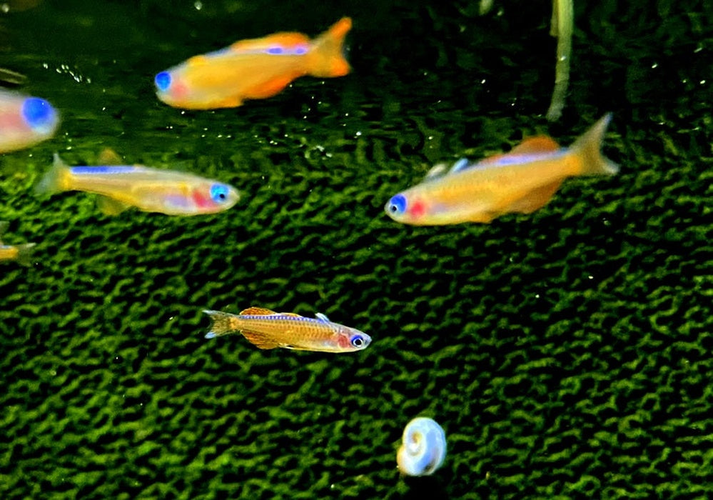 Paskas Blauauge - Pseudomugil luminatus paskai aqua-teck