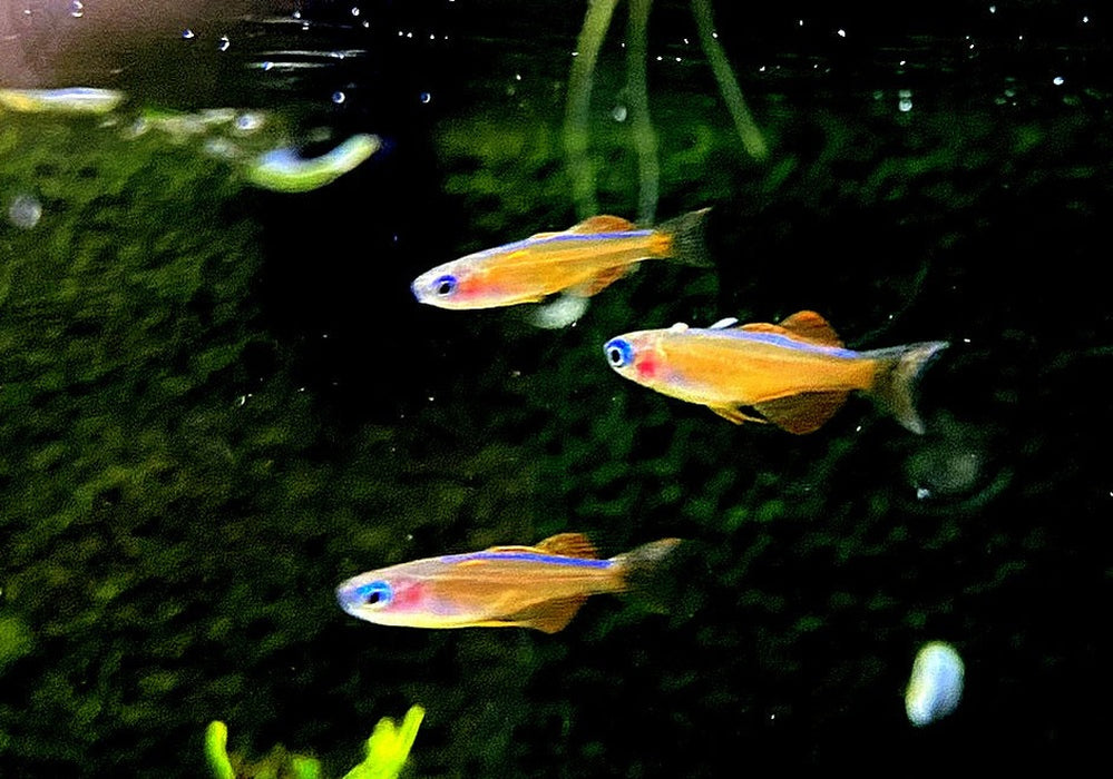 Paskas Blauauge - Pseudomugil luminatus paskai aqua-teck