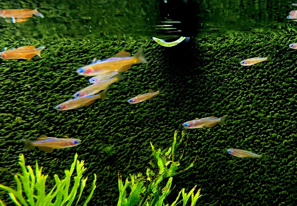 Paskas Blauauge - Pseudomugil luminatus paskai aqua-teck