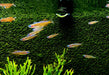 Paskas Blauauge - Pseudomugil luminatus paskai aqua-teck