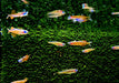 Paskas Blauauge - Pseudomugil luminatus paskai aqua-teck